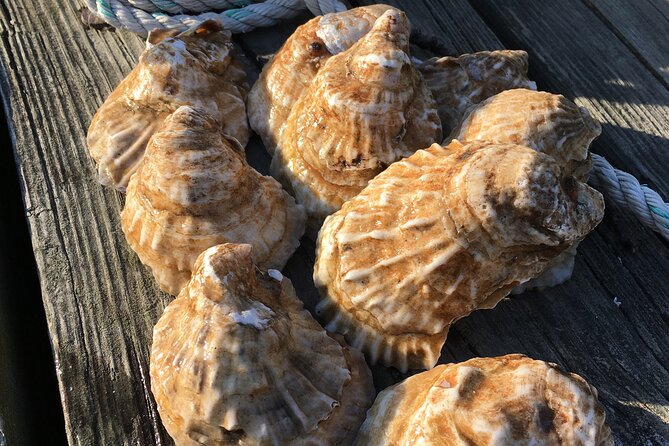 Southold Bay Oyster Farm Tour - Key highlights you’ll feel fast