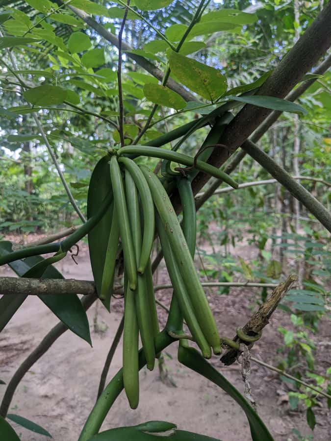 Spice Farm Bike Tour: Pedal Through Aromatic Adventures - Key moments you’ll remember on this Zanzibar bike ride