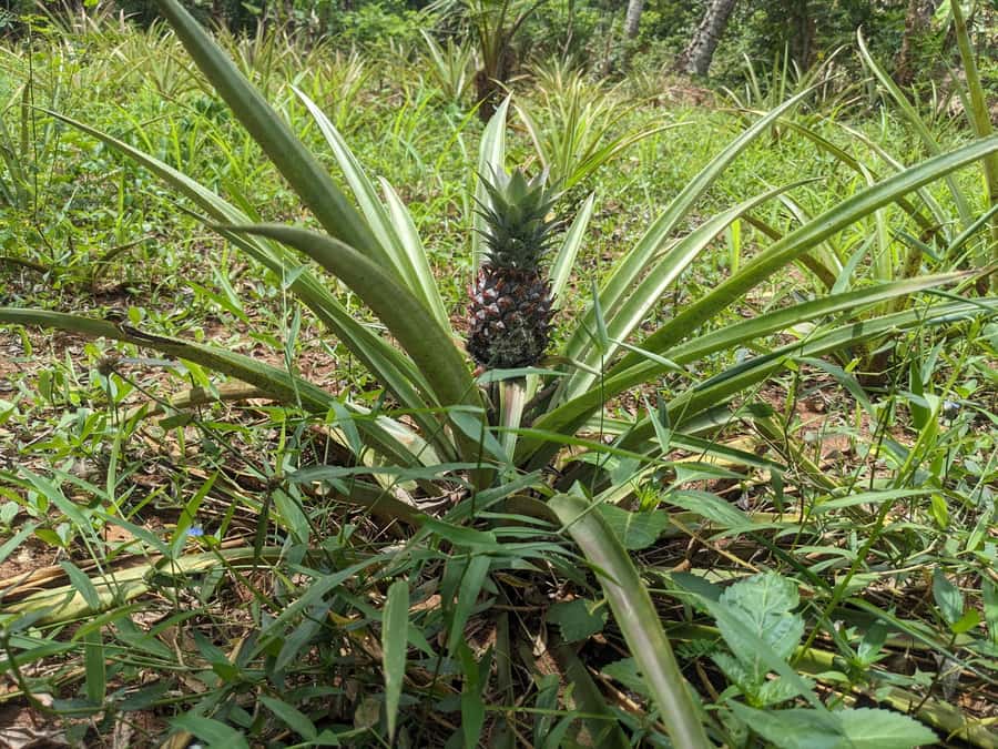 Spice Farm Bike Tour: Pedal Through Aromatic Adventures - What to bring (and what to skip) so your day feels easy