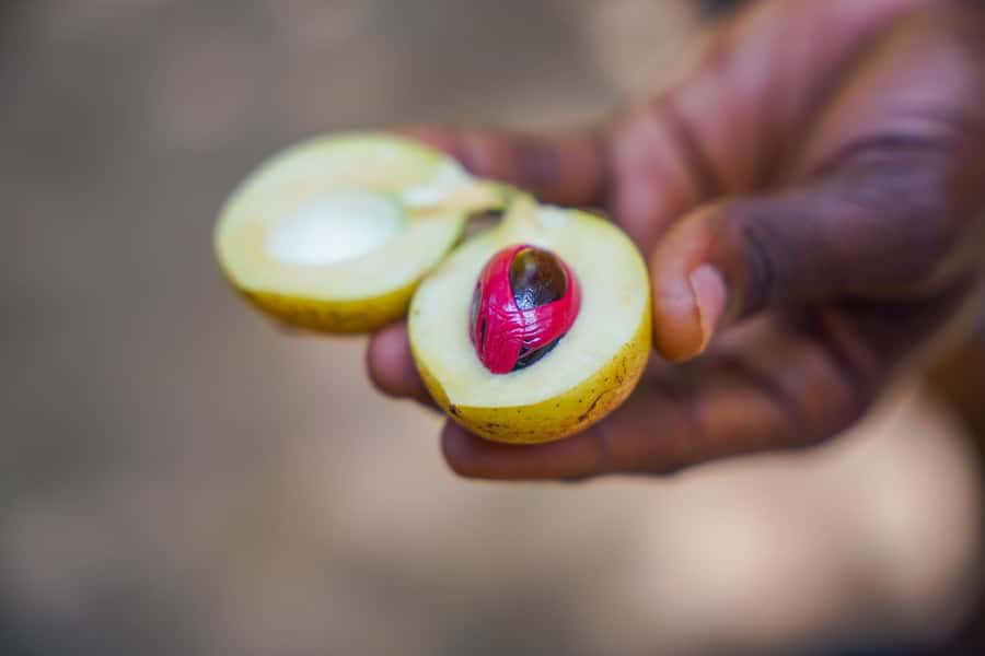Spice Farm - spice up your life in Zanzibar - Key Things I’d Prioritize on This Spice Farm Tour