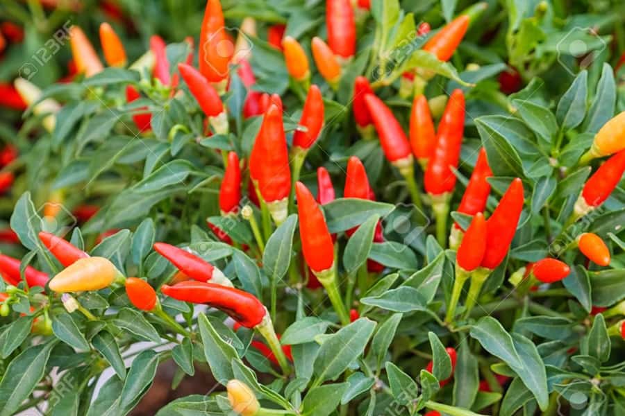 Spice Farm - spice up your life in Zanzibar - Fruit Tasting Isn’t Random Here