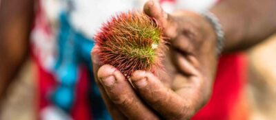 Spice Farm - spice up your life in Zanzibar - The Plantation Walk: From Aromas to Real Farm Knowledge