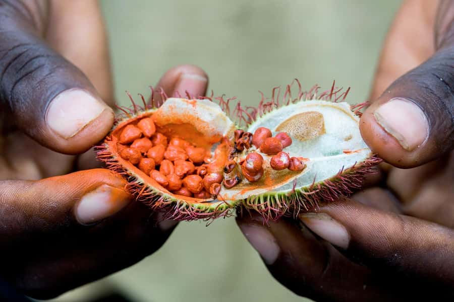 Spice Farm - spice up your life in Zanzibar - Pickup, Drop-Off, and Languages: The Practical Side That Helps
