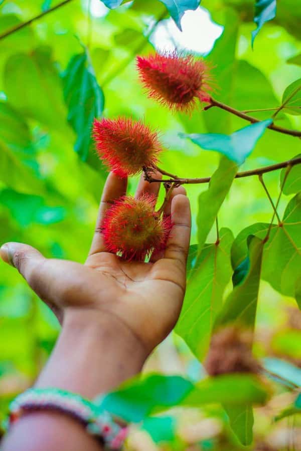 Spice farm,Stone town and Jozani forest tour with lunch - Jozani Forest for red colobus monkeys: the best payoff is in the trees
