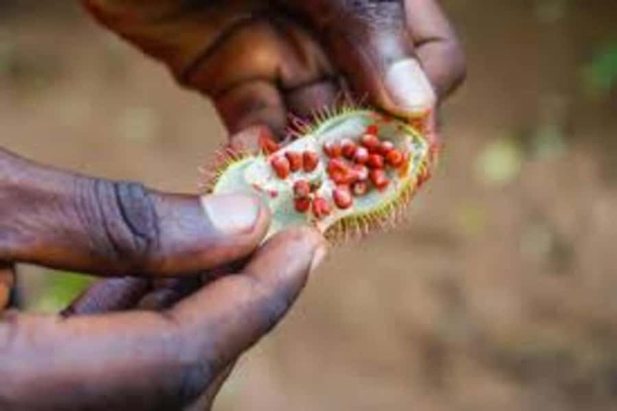 Spice farm,Stone town and Jozani forest tour with lunch - Stone Town heritage centre: culture after the outdoors