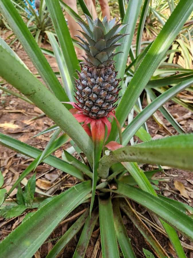 Spice farm,Stone town and Jozani forest tour with lunch - Price and value: is $85 fair for Zanzibar?