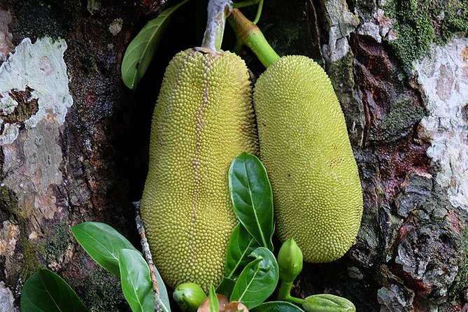 Spice Farm Tour -Half Day - Key takeaways before you go