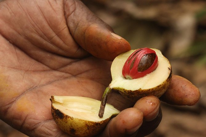 Spice Farm Tour -Half Day - The shamba walk: how a spice farm teaches your senses