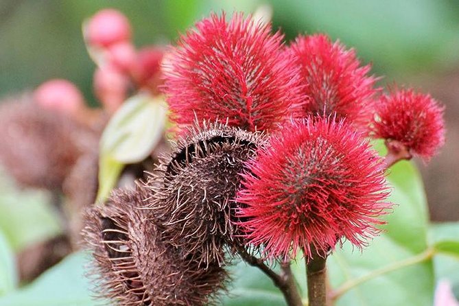 Spice Farm Tour -Half Day - The taste lineup: cloves, vanilla, fruits, and everyday spices