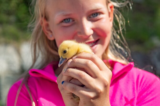 Steim Farm Experience in Vik, Norway - Key highlights to look for