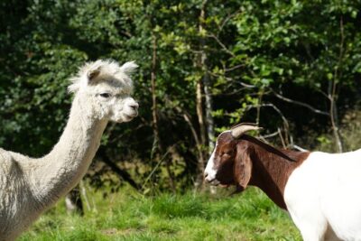 Steim Farm Experience in Vik, Norway - Short hop to Vikøyri: get your bearings fast