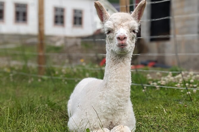 Steim Farm Experience in Vik, Norway - Price and what you truly get for about $30