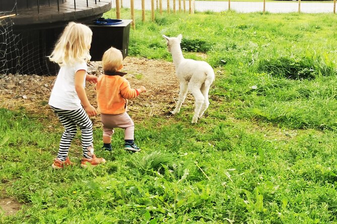 Steim Farm Experience in Vik, Norway - What to bring (and what not to expect)