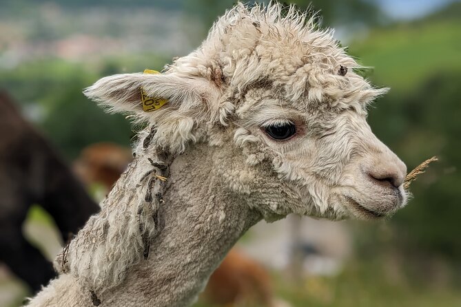 Steim Farm Experience in Vik, Norway - Who this tour suits best