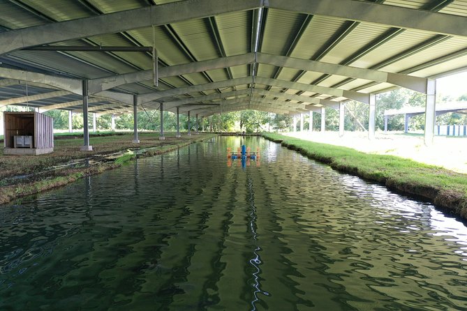 Sturgeon Fish-Farm Visit and Caviar Discovery Tasting in Neuvic - What Happens During the 2-Hour Visit (Farm First, Then Tasting)
