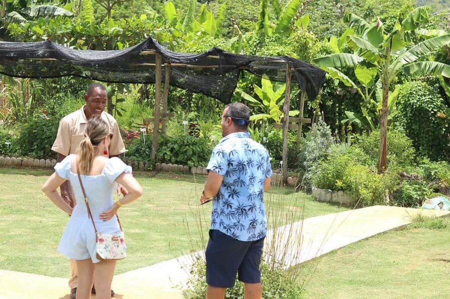 Taste of Jamaica Farm & Food Tour - Medicinal Herbs in Plain Language: What You’ll Learn and What to Do With It