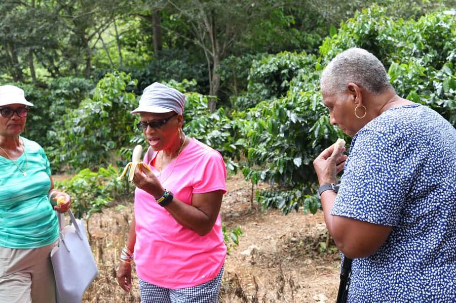 Taste of Jamaica Farm & Food Tour - The Farm Before Lunch: Produce, Animals, and a Small Coffee Patch