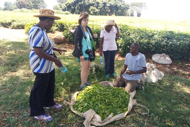 Tea Farm Experience at Riara Tea Farm And Factory Tour - Key highlights you’ll actually feel in your day