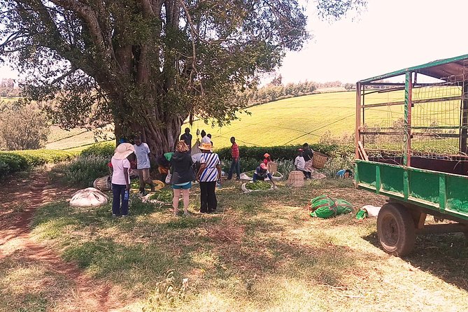 Tea Farm Experience at Riara Tea Farm And Factory Tour - After the harvest: what the factory visit adds