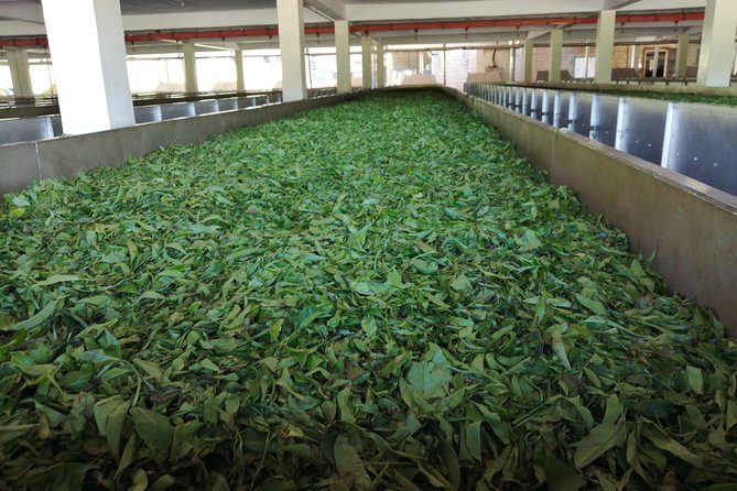 Tea Farm Experience at Riara Tea Farm And Factory Tour - Pickup, timing, and value: is $160 a fair deal?