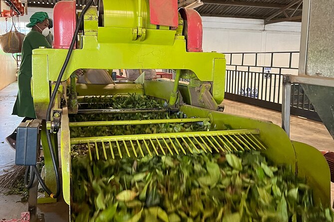 Tea Farm Experience at Riara Tea Farm And Factory Tour - Views and comfort: how to make the most of the countryside