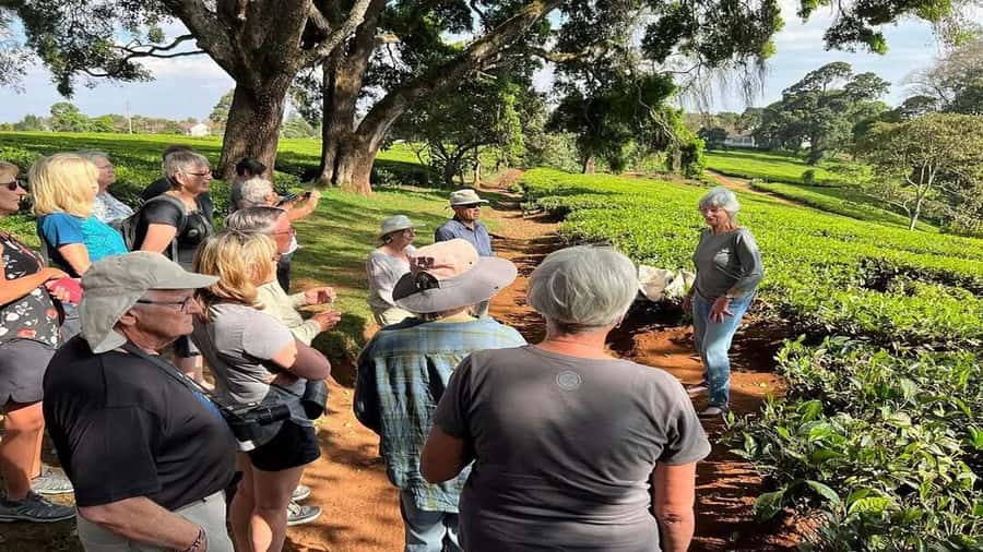Tea Farm Tour From Nairobi (Kiambethu). - Kiambethu Tea Farm from Nairobi: the timing and feel of the day