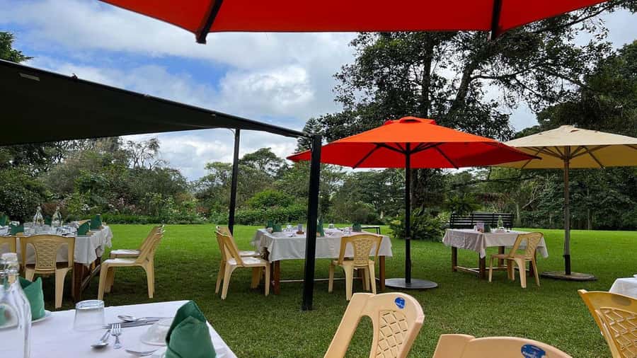 Tea Farm Tour From Nairobi (Kiambethu). - Indigenous forest walk: plant spotting, traditional uses, and monkeys