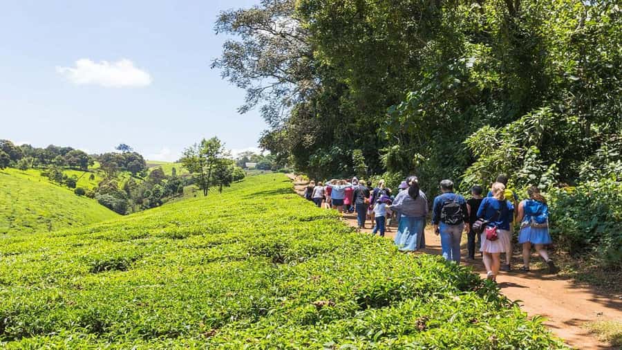 Tea Farm Tour From Nairobi (Kiambethu). - Verandah views and a 3-course buffet lunch with Channel Island cow cream