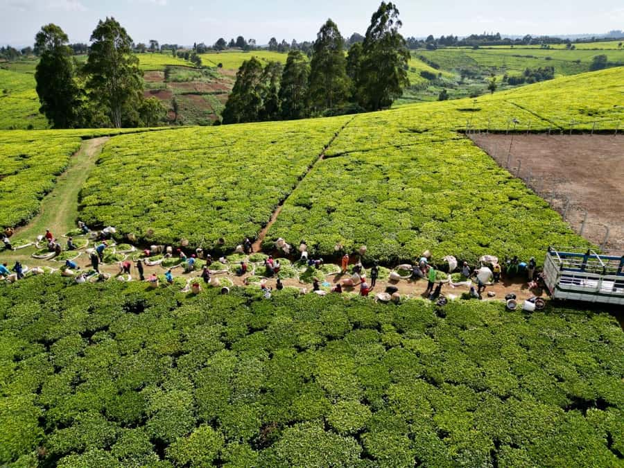 Tea Farm Tour From Nairobi (Kiambethu). - Who this tour suits best (and who may want a different option)