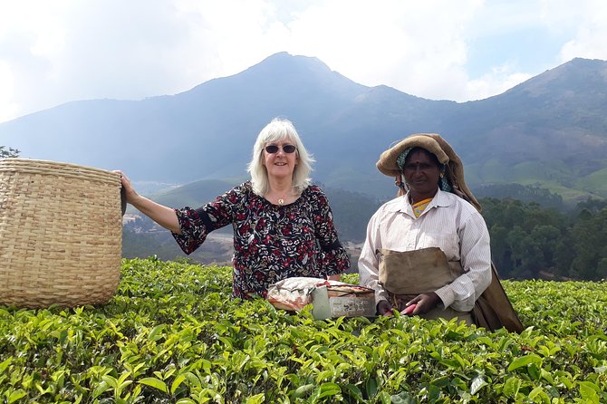 Tea Farm Tourism - Tea Farm Tourism in Munnar: What You’re Getting for $24