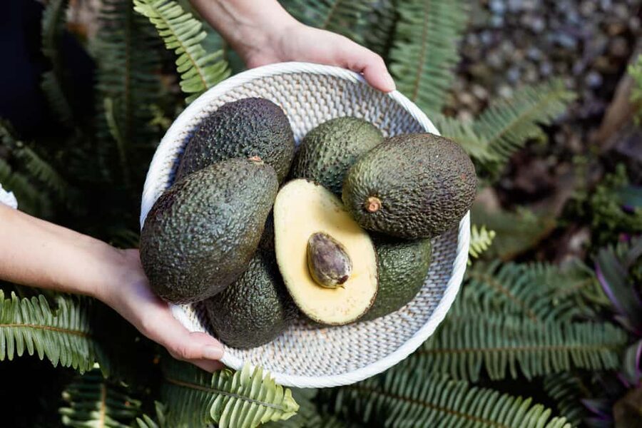 Tenerife: Avocado Farm Tour with Tasting Menu & Wine - Meet Raphael at Finca Coviella and hear the family farming story