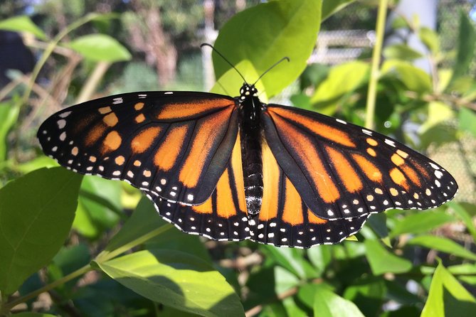 The Maui Butterfly Farm Tour - Key things to know before you go