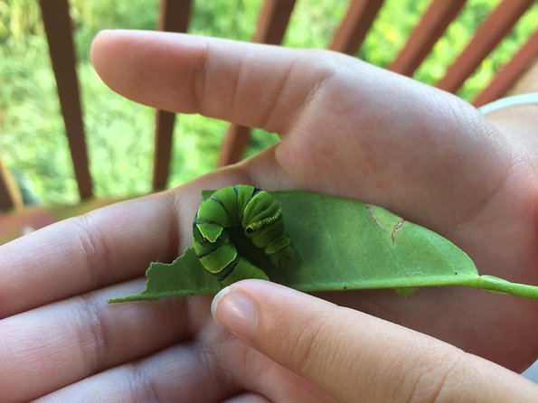 The Maui Butterfly Farm Tour - Entering the Maui Butterfly Farm: a 45-minute stop that actually teaches