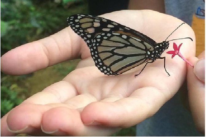 The Maui Butterfly Farm Tour - The flight house and the lighthouse-style feeding moment