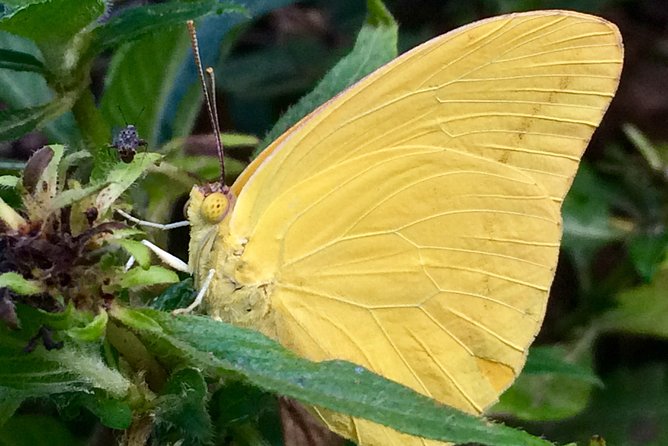The Maui Butterfly Farm Tour - Hands-on time: holding caterpillpillars, butterflies, and praying mantises