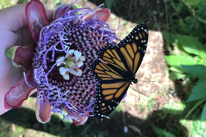 The Maui Butterfly Farm Tour - Meeting your guide: Lara and Laura set the tone