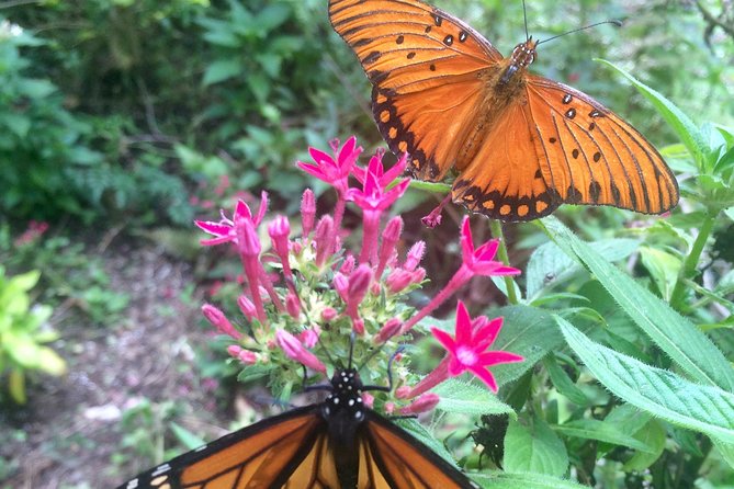The Maui Butterfly Farm Tour - Price and value at $49.99: what you’re really paying for