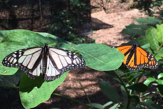 The Maui Butterfly Farm Tour - Timing, weather, and how to plan your day