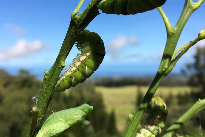 The Maui Butterfly Farm Tour - Who this tour fits best (and who might not love it)