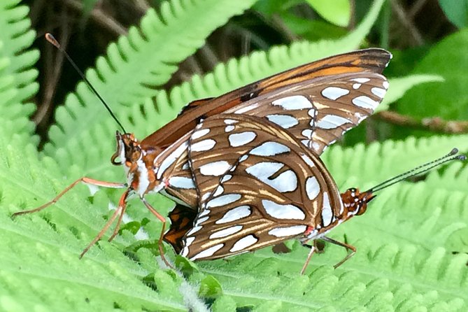 The Maui Butterfly Farm Tour - What you’ll see: Hawaii’s native butterflies and the full life cycle