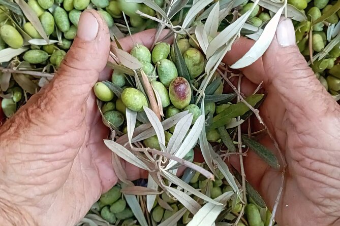 The Olive Oil Experience @ Lefkada Micro Farm - Key highlights you shouldn’t skip
