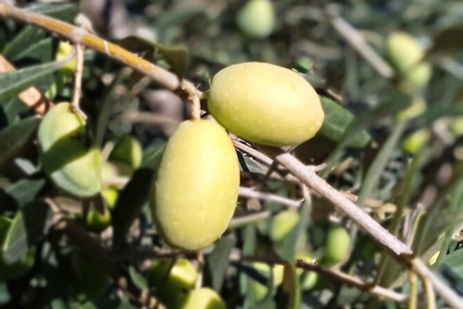 The Olive Oil Experience @ Lefkada Micro Farm - The tasting part: learning by smelling and sipping