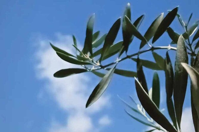 The Olive Oil Experience @ Lefkada Micro Farm - Smell and sample the garden, not just the bottle