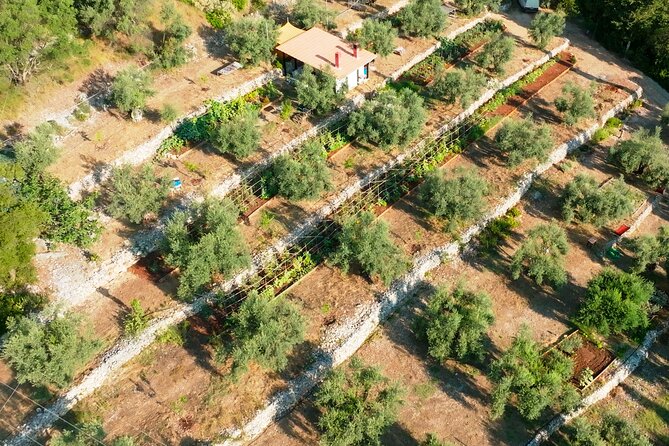 The Olive Oil Experience @ Lefkada Micro Farm - Practical notes that affect your experience