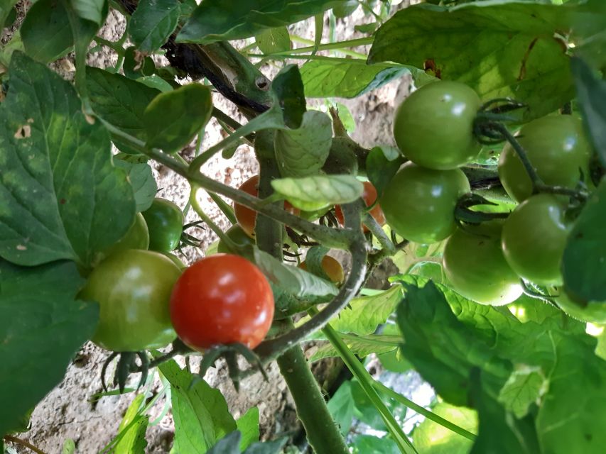 Thessaloniki:Greek Cooking Class and Meal at a Farm A - Who AgniFarm is perfect for (and who should think twice)