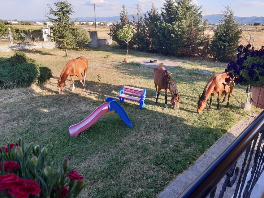 Thessaloniki:Greek Cooking Class and Meal at a Farm A - The extras that make it feel like more than a class