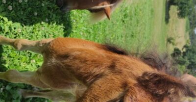 Thessaloniki:Horse Riding in a farm - Farm tour first: learning the setting before you meet the horses