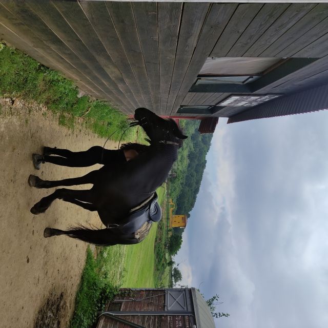 Thessaloniki:Horse Riding in a farm - Meeting the horses: the part you’ll remember on the way home