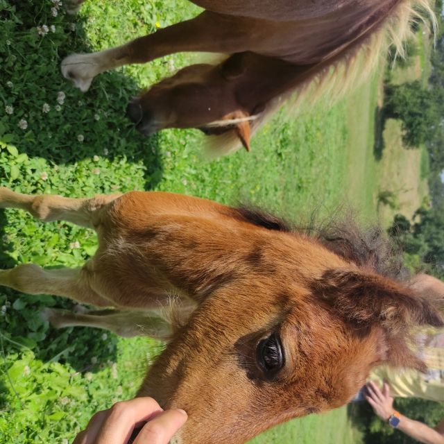 Thessaloniki:Horse Riding in a farm - Who this farm ride suits best (and who should reconsider)