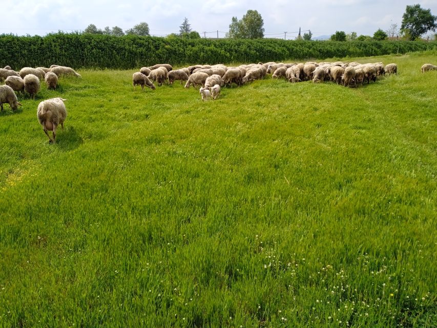 Thessaloniki: Private Greek Cooking Class and Meal at a Farm - Cooking Your Farm-to-Table Meals: The Real Skill Part
